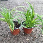 Ľaliovka (Hemerocallis) ´EL DESPERADO´ kont. C1.5L